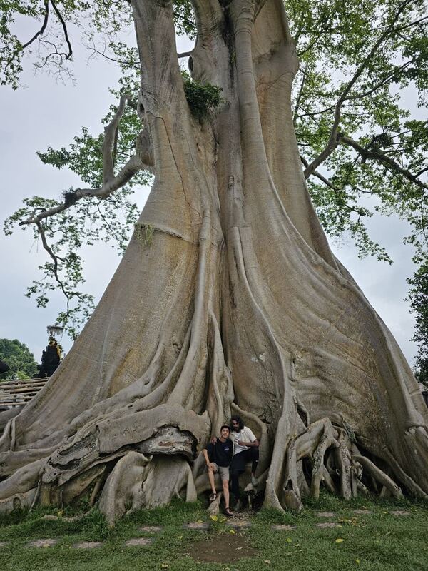 Batuh beneath a giant banyan tree in Bali